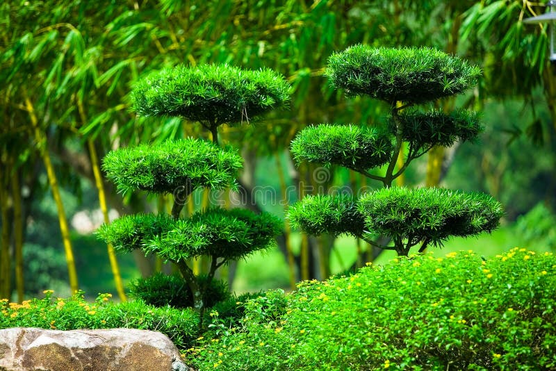 Bonsai. Ornamental Japanese Bonsai like tree in lush gardens royalty free stock image