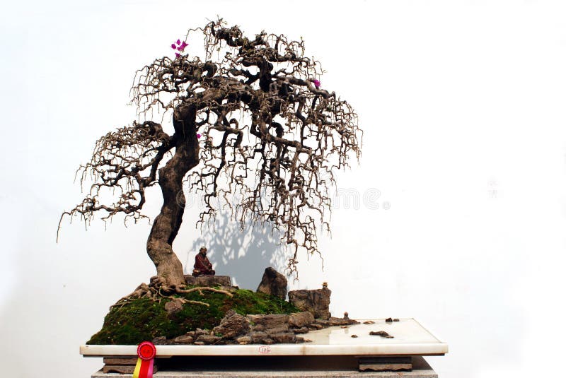 The Chinese bonsai garden stock image. Image of gardening 9888793