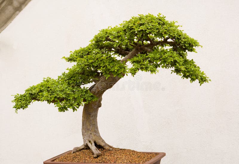 Bonsai