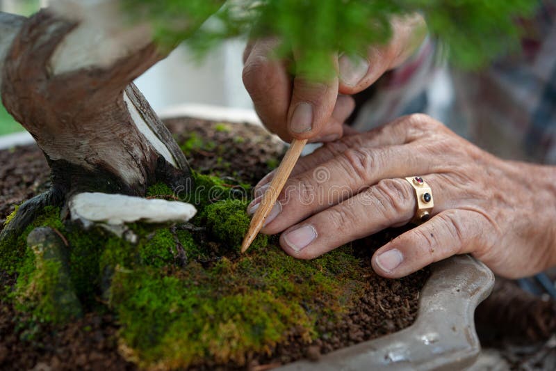 Bonsai artist takes care of his plant, wiring branches and trunk