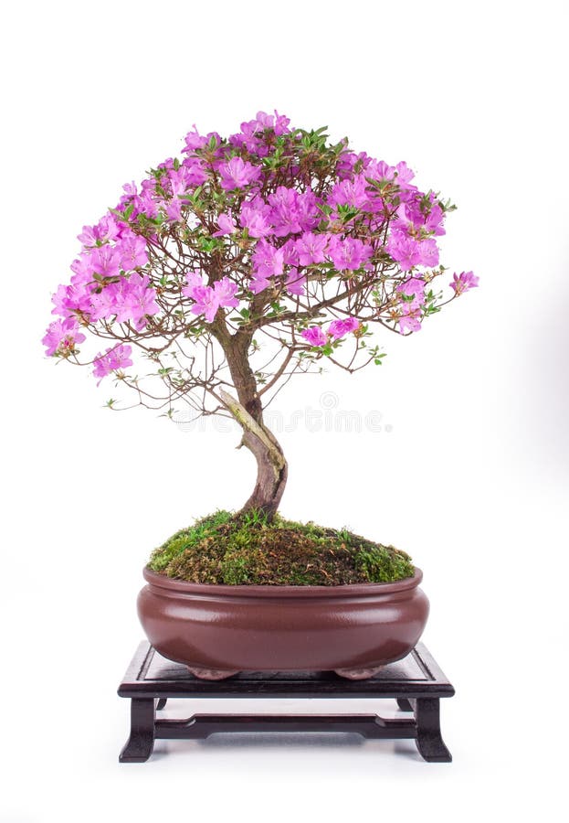 Bonsai Azalea japonica stock image. Image of botany 140878583