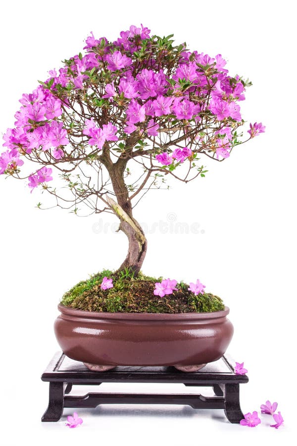 Bonsai Azalea japonica stock image. Image of botany 140878583