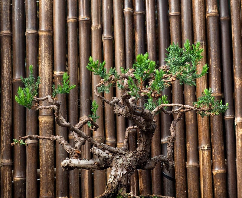 516 Bamboo Bonsai Stock Photos Free & RoyaltyFree Stock Photos from
