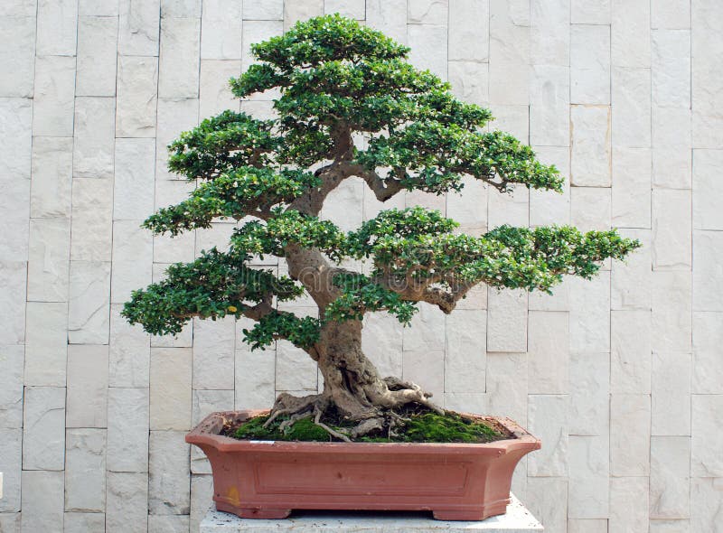 The bonsai of banyan in pot