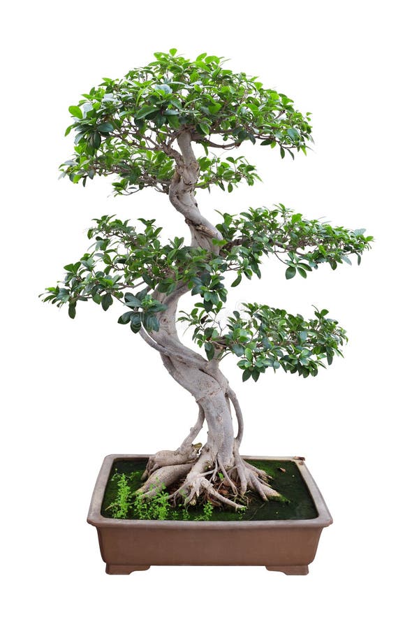 9+ Bonsai banyan Free Stock Photos StockFreeImages