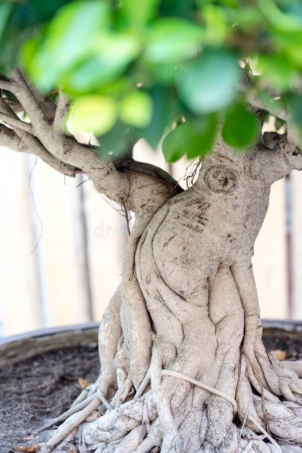 858 Bonsai Banyan Tree Stock Photos Free & RoyaltyFree Stock Photos