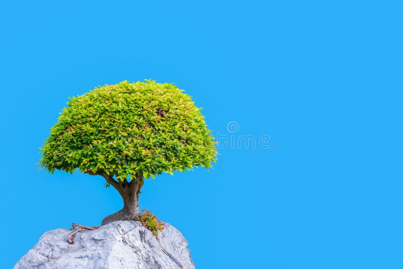 Bonsai banyan tree growing on the white rock stock image Bonsai banyan tree growing on the white rock stock image