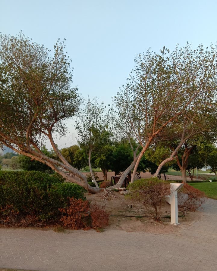 Bonsai Baum Im Bachpark Dubai Stockbild Bild von waldland, spur