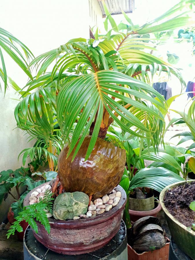 Bonsai Coconut for the Borneo Stock Photo Image of garden, tropics