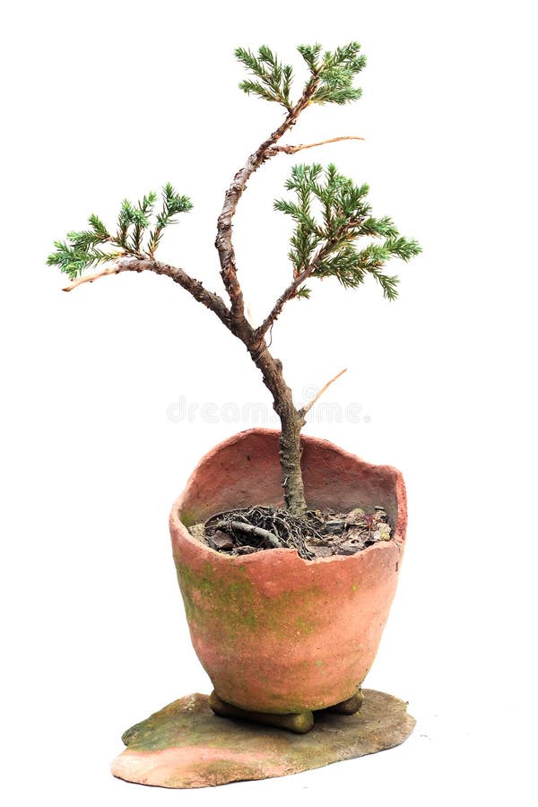 501 Creeping Juniper Stock Photos Free & RoyaltyFree Stock Photos