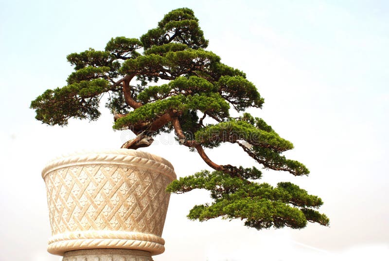 Bonsai of cypress