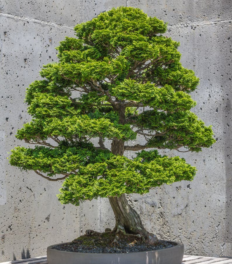 Bonsai del falso cipresso di Hinoki fotografia stock libera da diritti Bonsai del falso cipresso di Hinoki fotografia stock libera da diritti