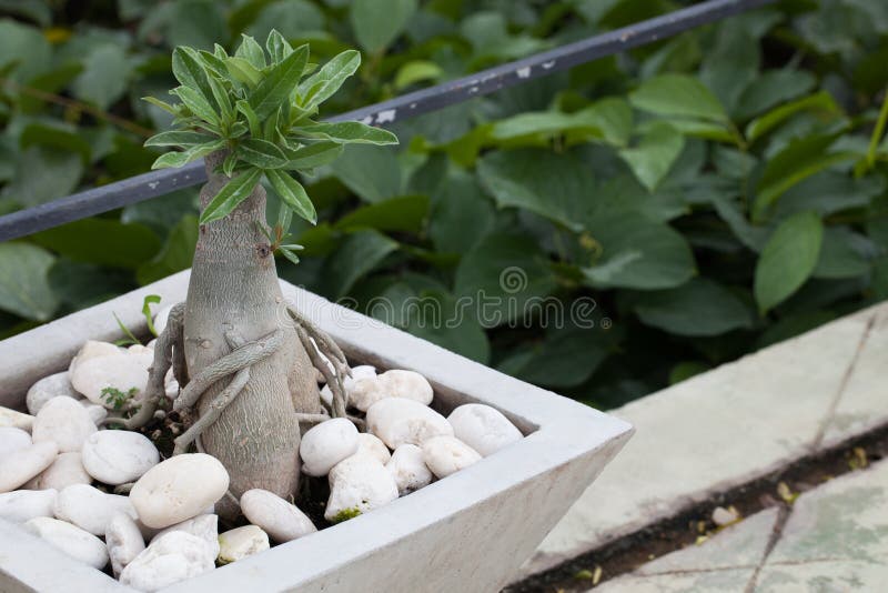 Bonsai Desert Rose Cement Pot Stock Photos Free & RoyaltyFree Stock Photos from Dreamstime