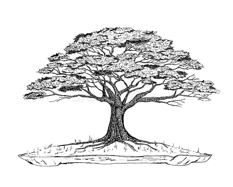 Bonsai Drawing Arbol Ink Japan China Stock Illustration - Illustration