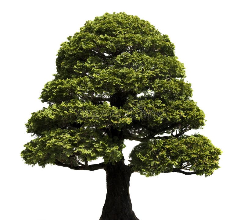 Bonsai tree against a white background. Hinoki False Cypress, style Formal Upright. Chamaecyparis obtusa. Bonsai tree against a white background. Hinoki False Cypress, style Formal Upright. Chamaecyparis obtusa.