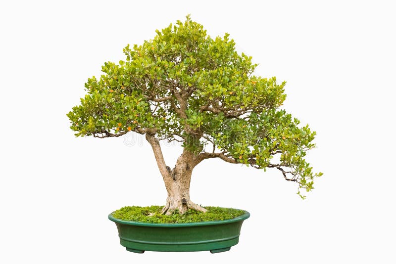 Bonsai drzewo chiński littleleaf pudełko obrazy royalty free Bonsai drzewo chiński littleleaf pudełko obrazy royalty free