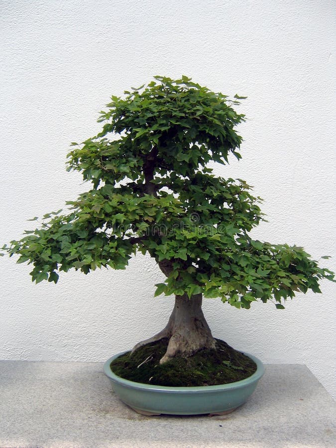 Bonsai drzewo klonowy