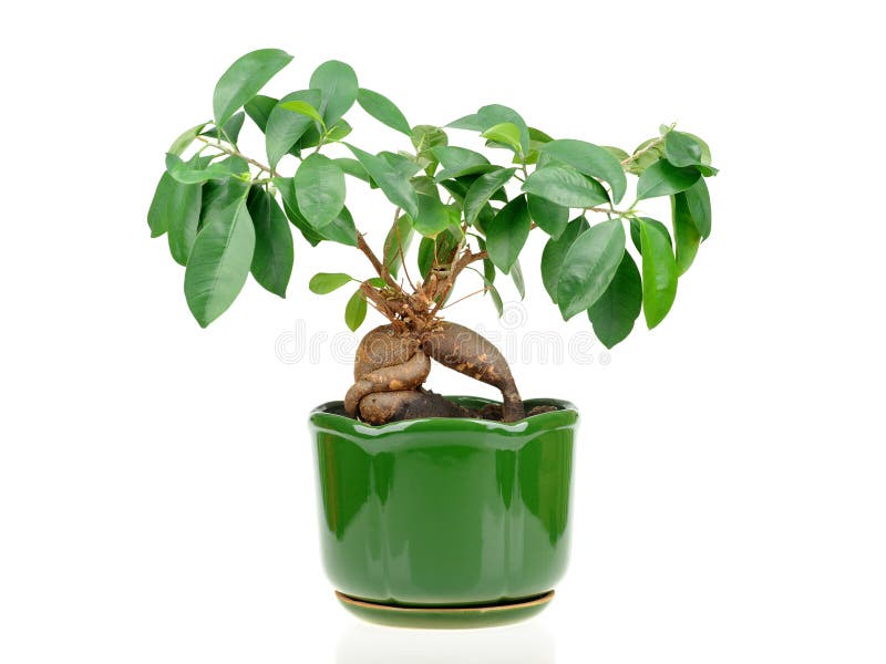 Bonsai Ficus Tree Old Japanese Traditional Art Stock Photo Image of