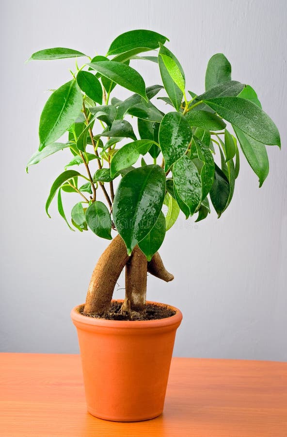 Bonsai Ficus Tree Old Japanese Traditional Art Stock Photo Image of