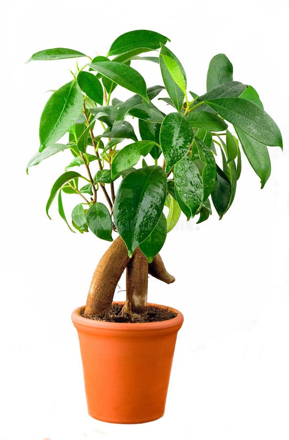 Bonsai Ficus Tree royalty free stock image