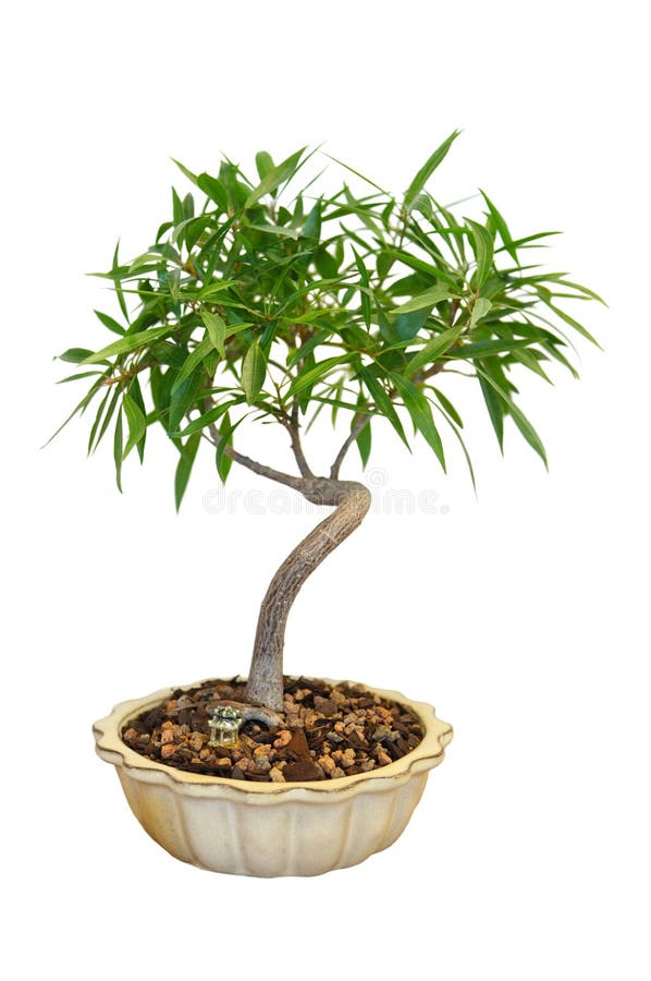 Ficus Tree Botanic Garden Sydney Stock Image Image of australia