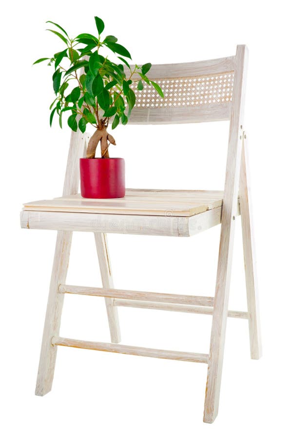 Bonsai ficus tree in flower pot garden chair