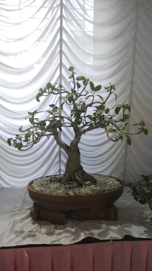 Bonsai Fig Tree in an Exhibition Editorial Stock Image Image of tree