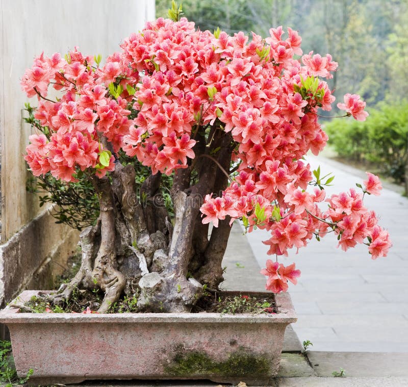 a bonsai of flowers