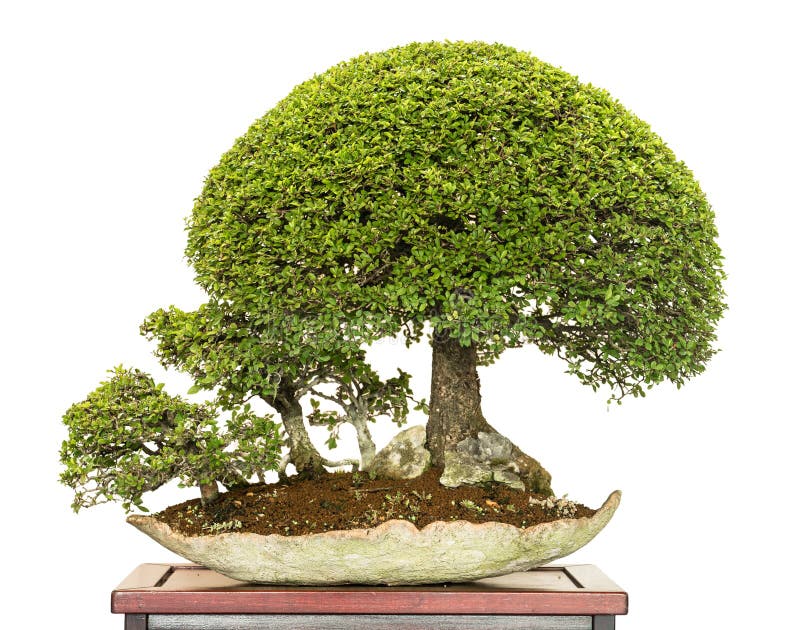 Bonsai forest with chinese elm trees. Bonsai forest with chinese elm (Ulmus parvifolia) trees stock photos