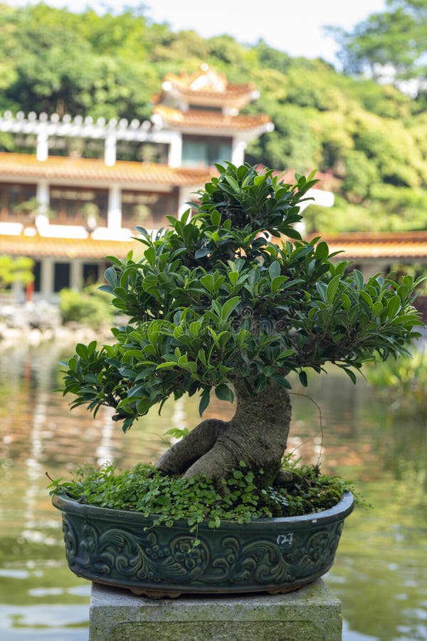 The Bonsai in the Bonsai Garden at Fairylake Botanical Garden Editorial