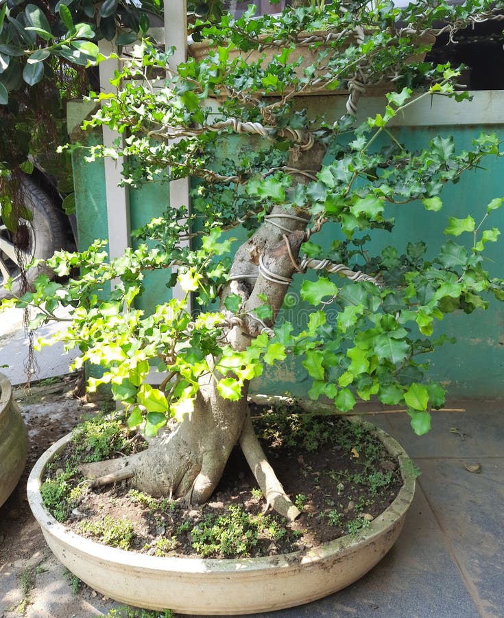 Bonsai houseplant jungle stock photo. Image of garden 228604798