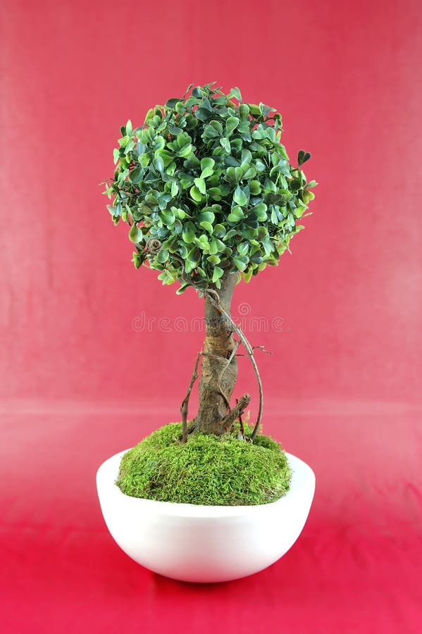 Filo Per Bonsai In Alluminio - 5mm X 15 Piedi, Marrone - Foto 2