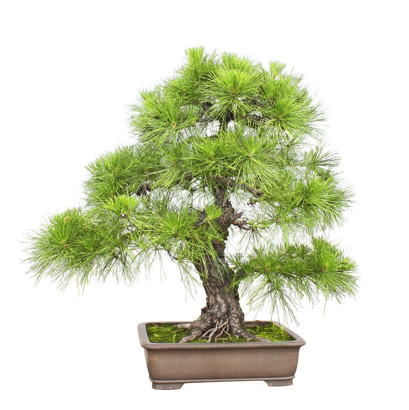 Bonsai stock image