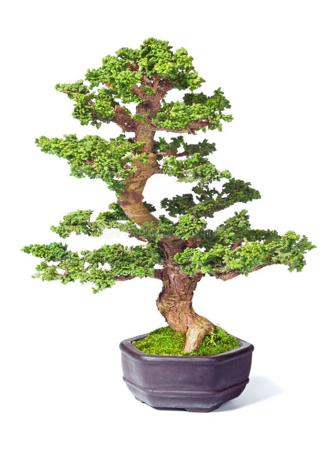 Bonsai royalty free stock photo