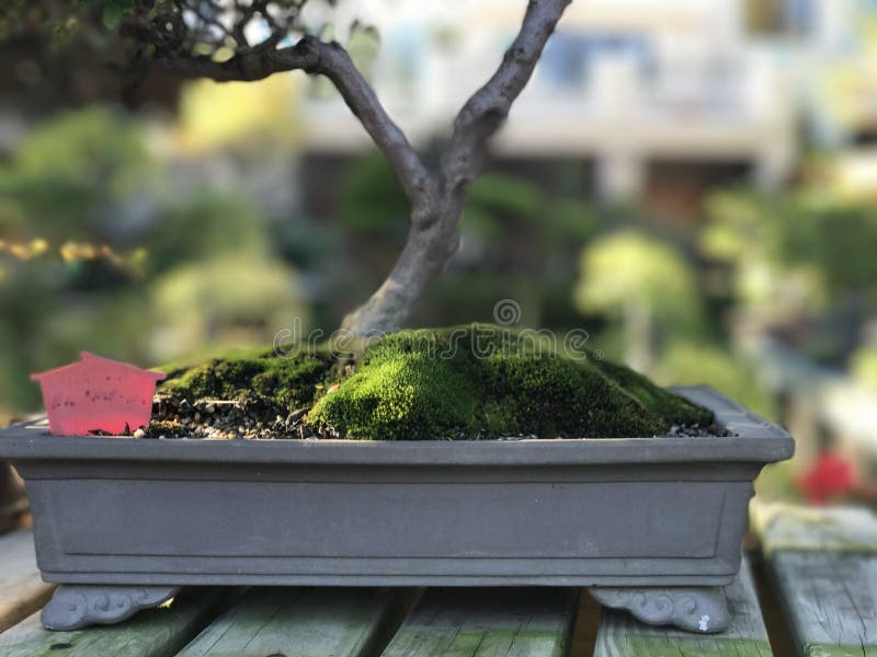 Bonsai artist takes care of his plant, wiring branches and trunk