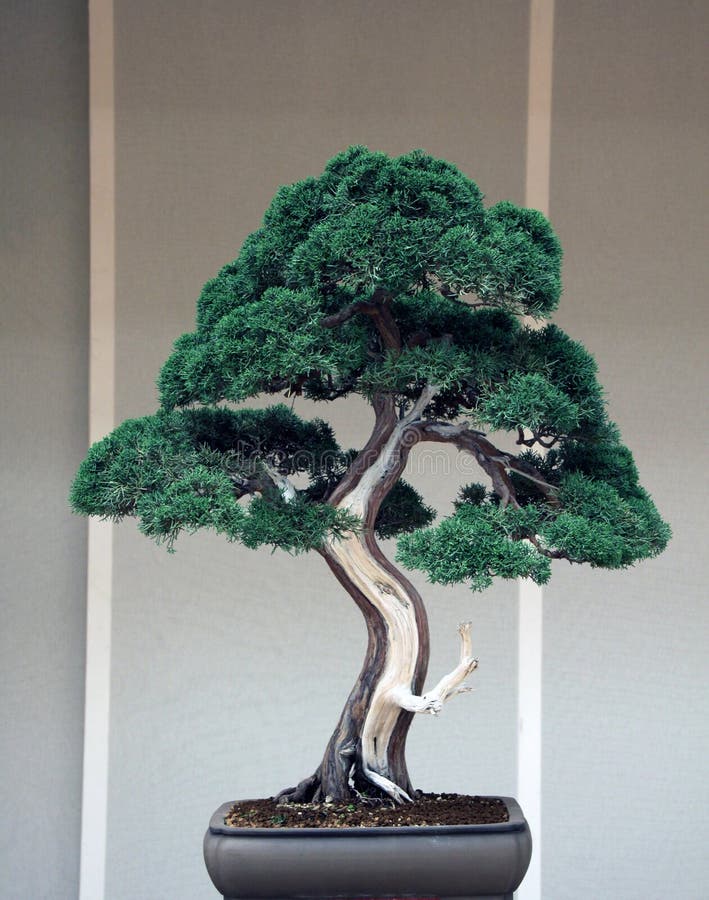 Bonsai juniperus chinensis stock photo