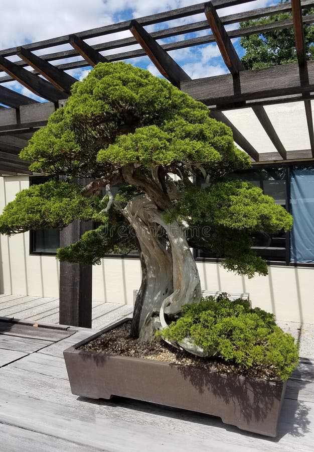 Bonsai miniature evergreen stock image. Image of asian 77367347