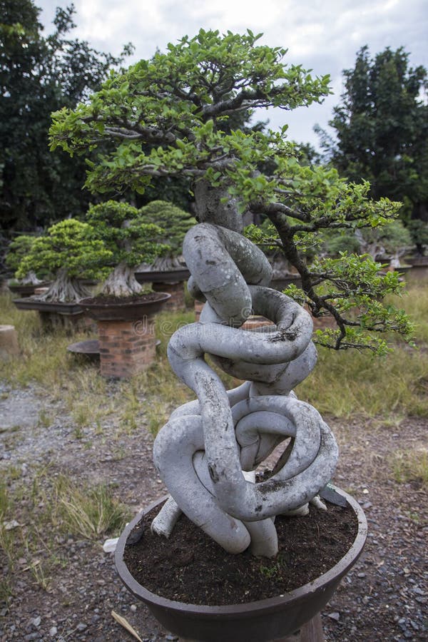 Bonsai or miniature tree stock image. Image of grow, artwork 44144435