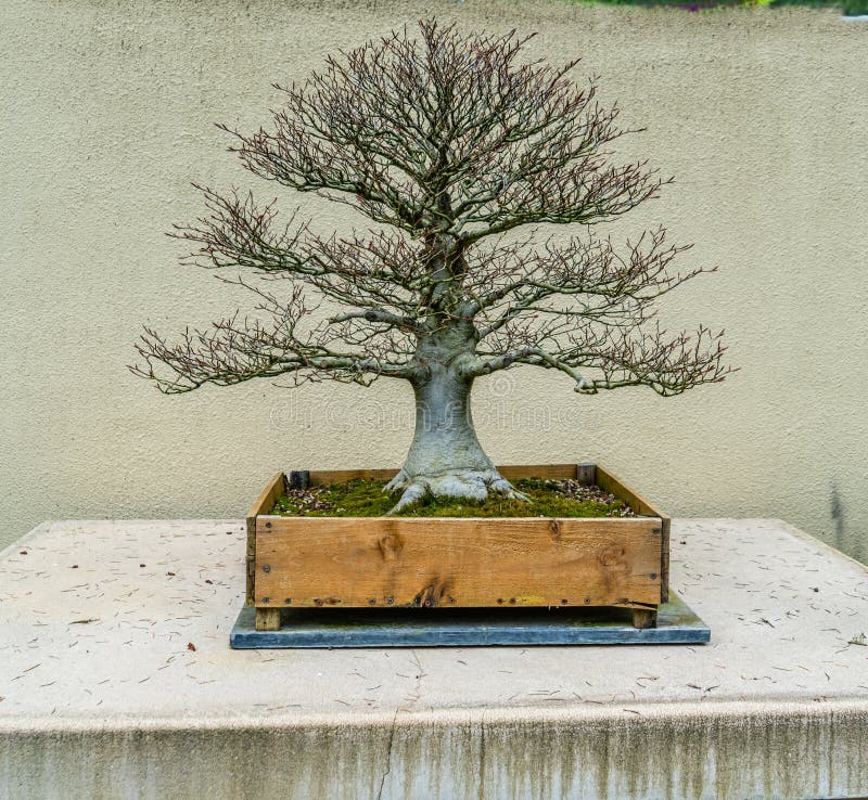 Bonsai Museum Bare Tree editorial stock photo. Image of pacific 275834553