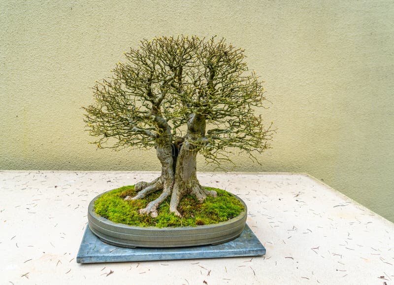 Bonsai Museum Bare Tree 2 stock photo. Image of flowers 276022212