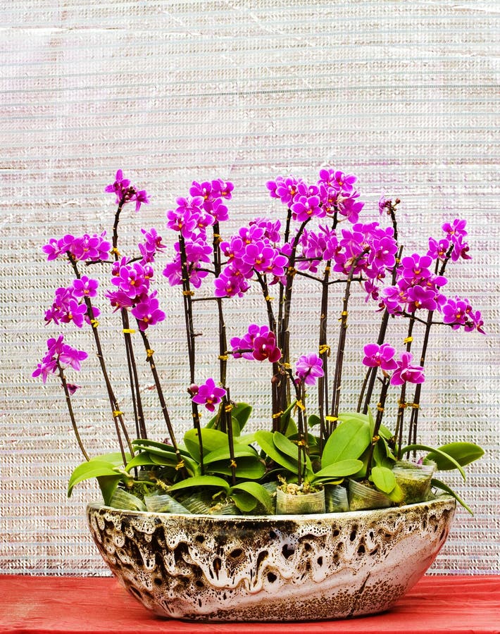 a bonsai of orchid flowers in pot