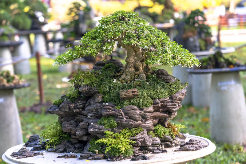 Bonsai and Penjing with miniature in a tray