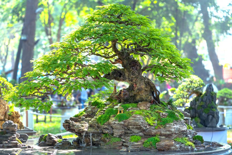 Bonsai and Penjing with miniature in a tray