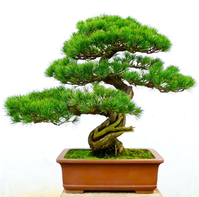 Bonsai pine tree