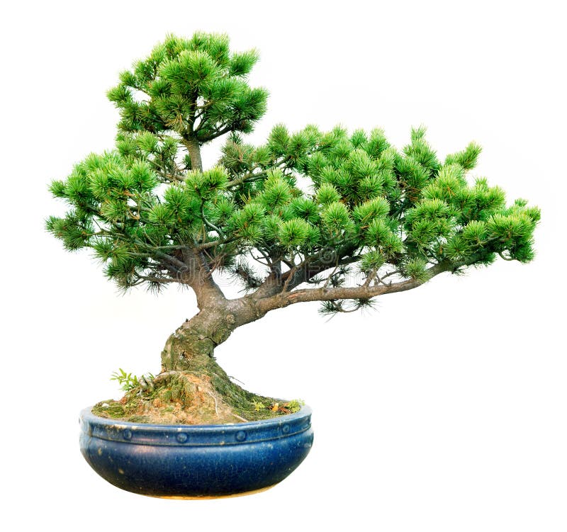 Bonsai stock photography