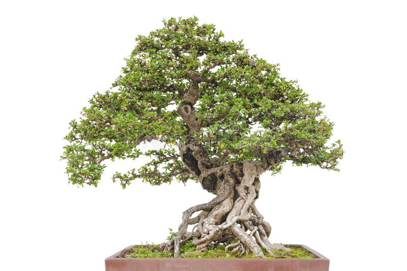 Bonsai pine tree stock photos