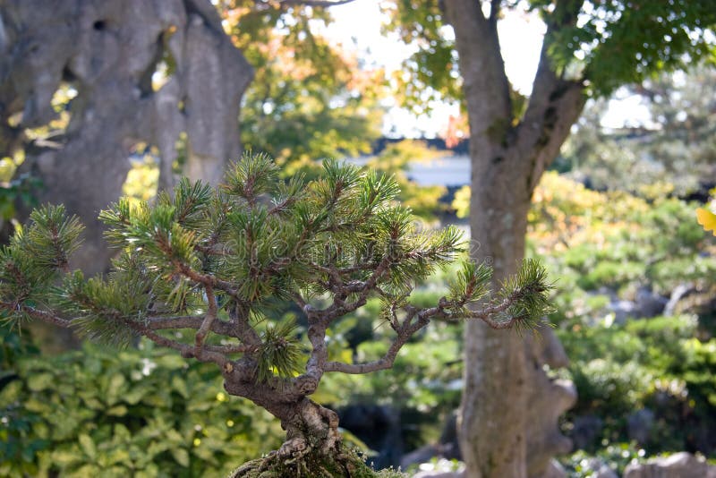 Bonsai Pine Tree at Chinese Garden Stock Photo Image of chinatown
