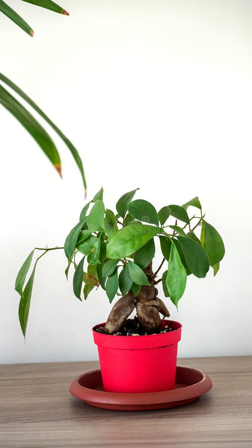 A Bonsai Plant in a Pot stock photo. Image of ornate 256919476