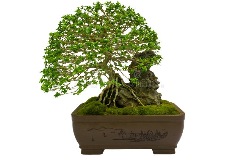 Bonsai plant in pot stock image. Image of evergreen, background 31157783