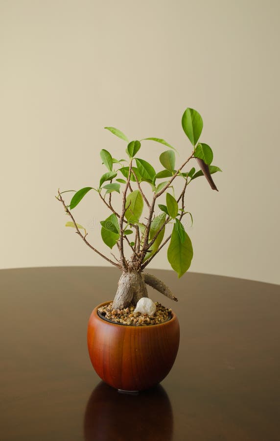 Bonsai plant stock image. Image of table, brown, arrangement 111191057